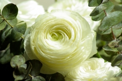 funeral celebrants