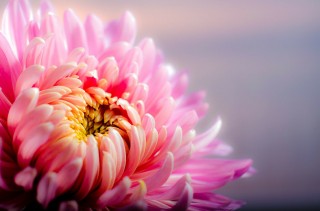 chrysanthemum