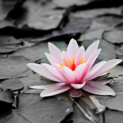 thumb_water-lily-1510707_800 thumb_water-lily-1510707_800