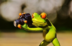 How to add images into a CMS webpage on this website