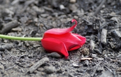 Cremations and ceremonies